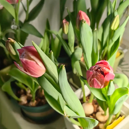 Tulip 'Columbus' Seeds