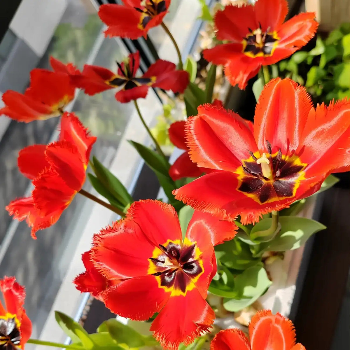 Tulip 'Crystal Beauty' Seeds