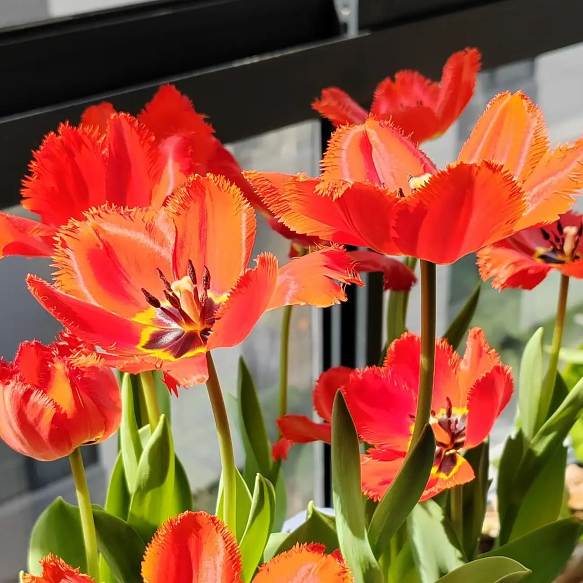 Tulip 'Crystal Beauty' Seeds