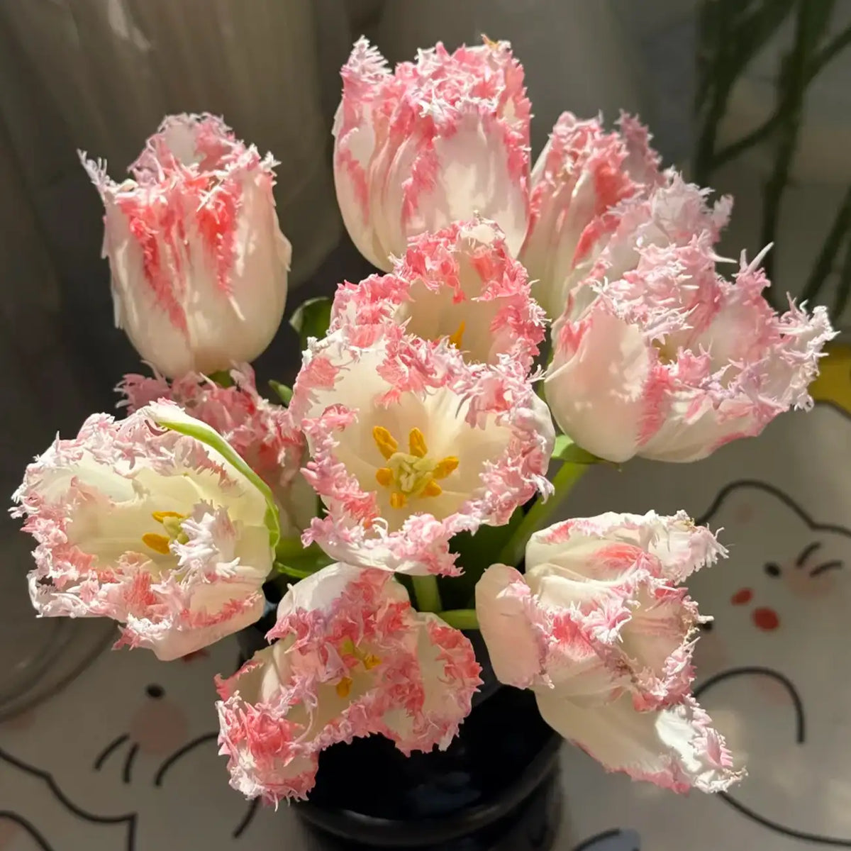 Tulip 'Cundy' Seeds