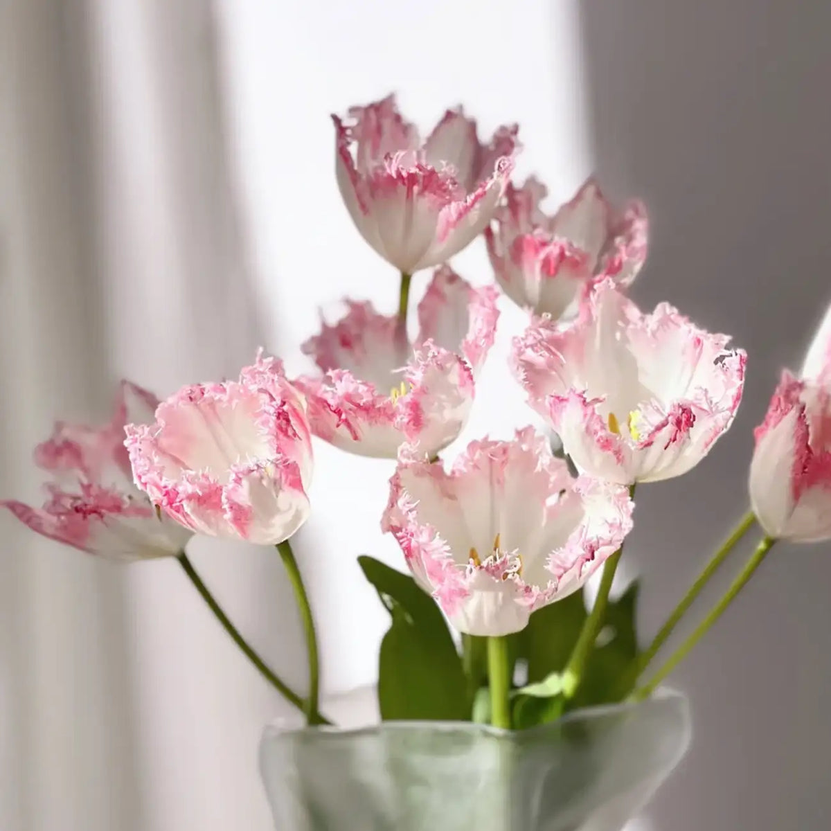 Tulip 'Cundy' Seeds