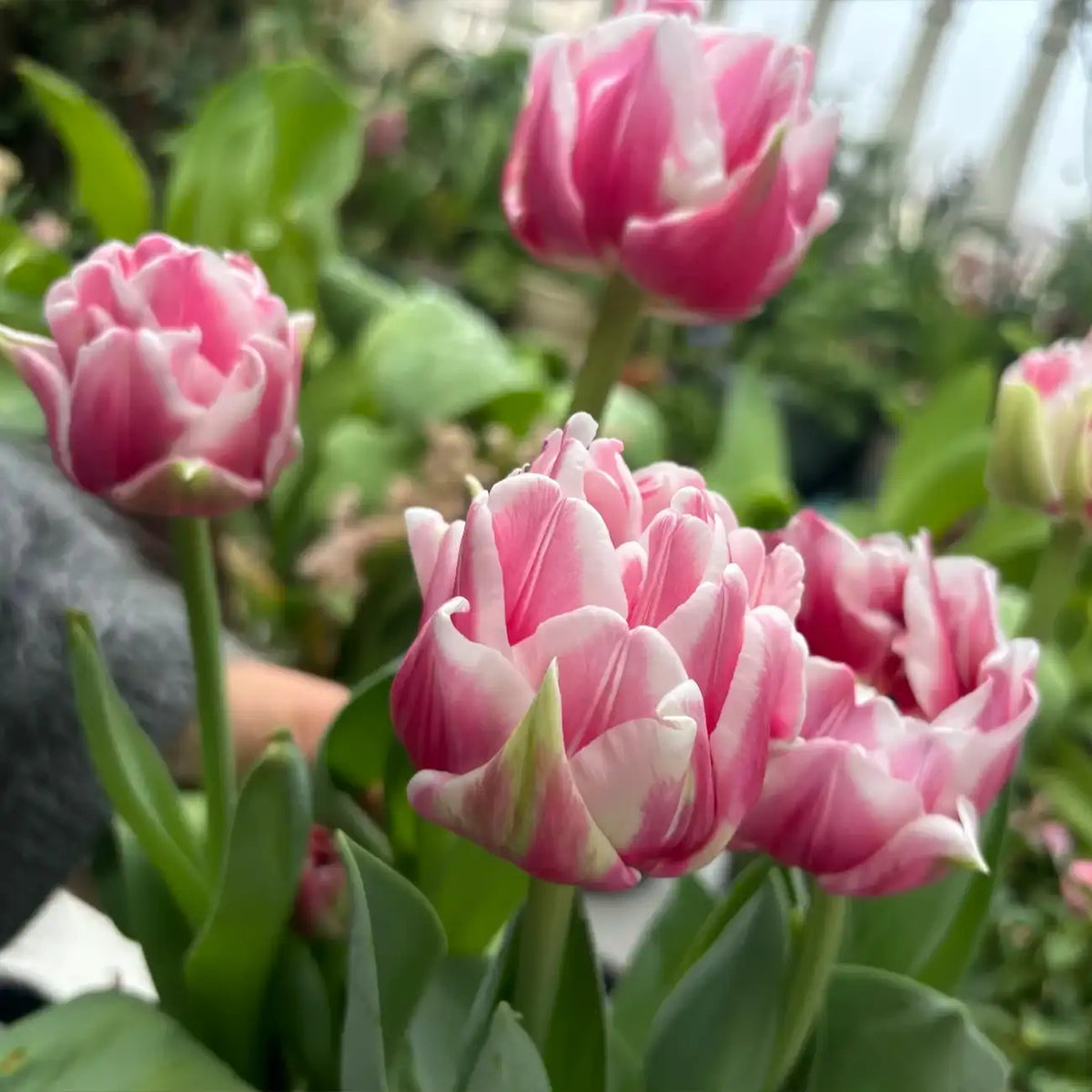 Tulip 'Dance Together' Seeds