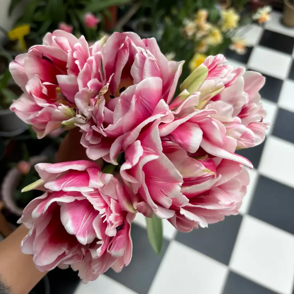Tulip 'Dance Together' Seeds