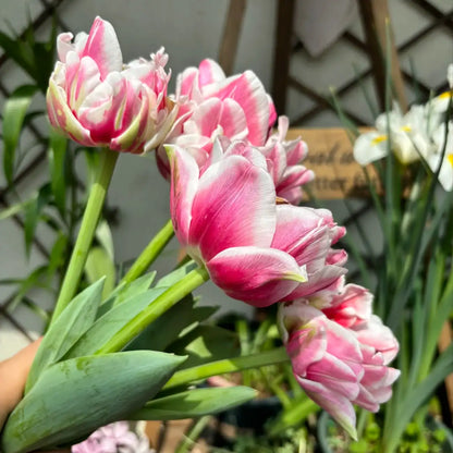 Tulip 'Dance Together' Seeds