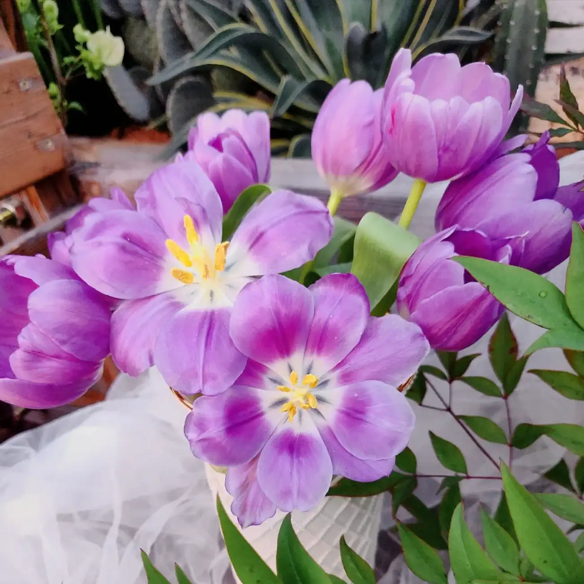 Tulip 'Dreamland' Seeds