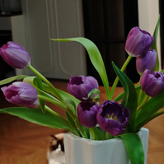 Tulip 'Dreamland' Seeds