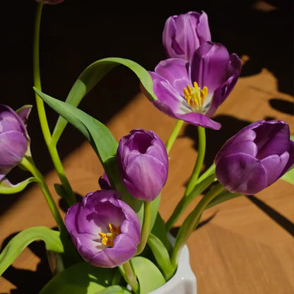 Tulip 'Dreamland' Seeds