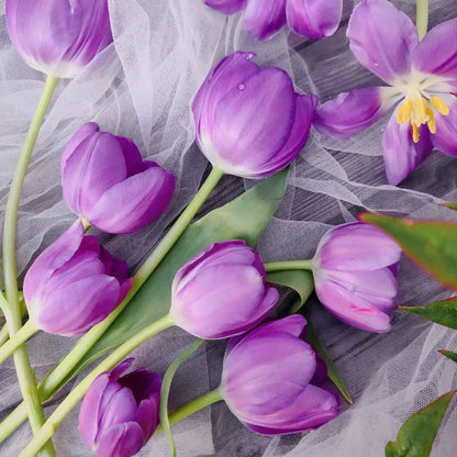 Tulip 'Dreamland' Seeds