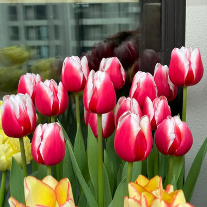 Tulip 'Dutch Design' Seeds
