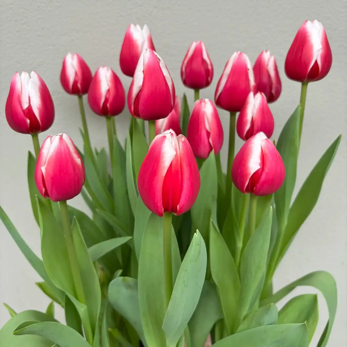 Tulip 'Dutch Design' Seeds