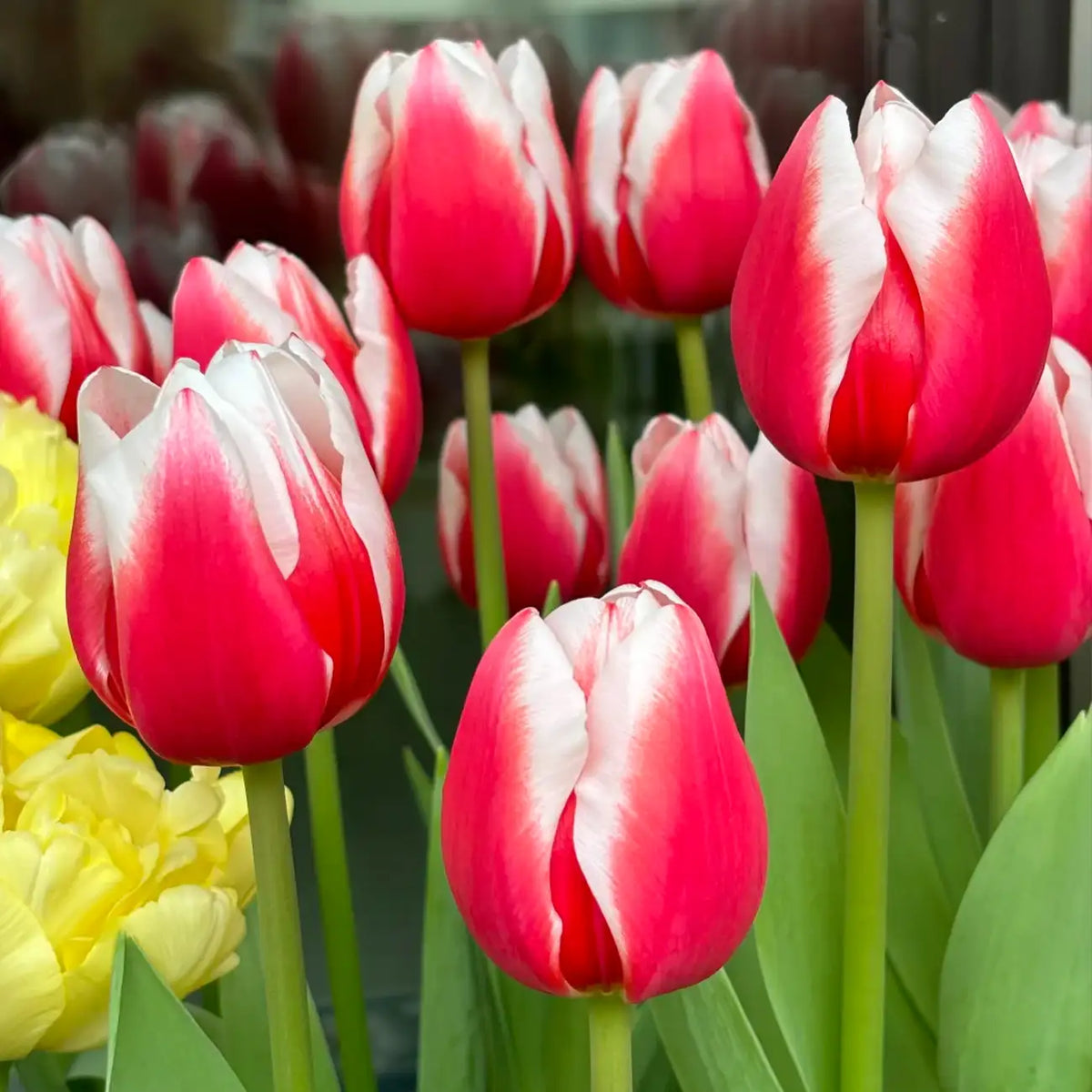 Tulip 'Dutch Design' Seeds
