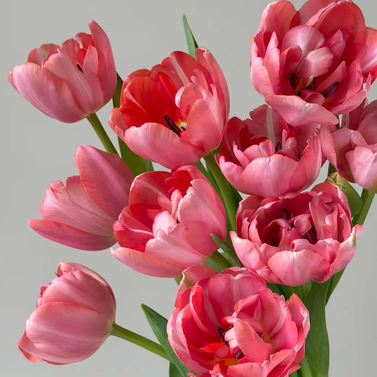 Tulip 'Etched Salmon' Seeds
