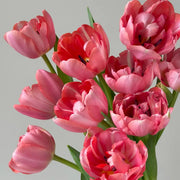 Tulip 'Etched Salmon' Seeds