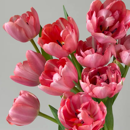 Tulip 'Etched Salmon' Seeds