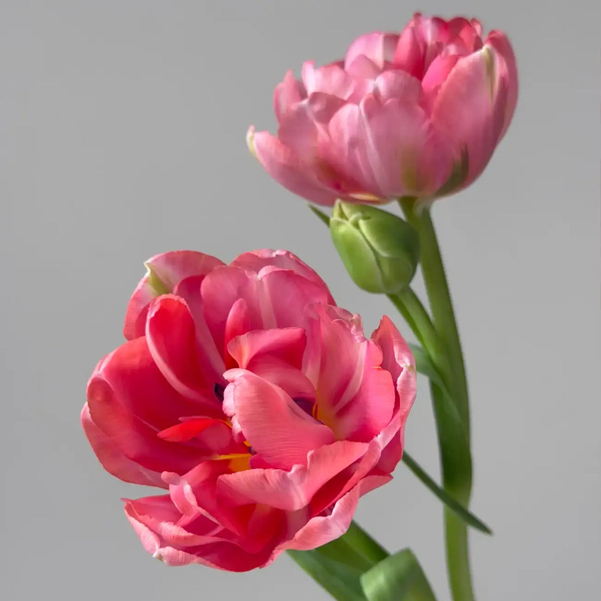 Tulip 'Etched Salmon' Seeds