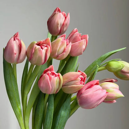 Tulip 'Etched Salmon' Seeds