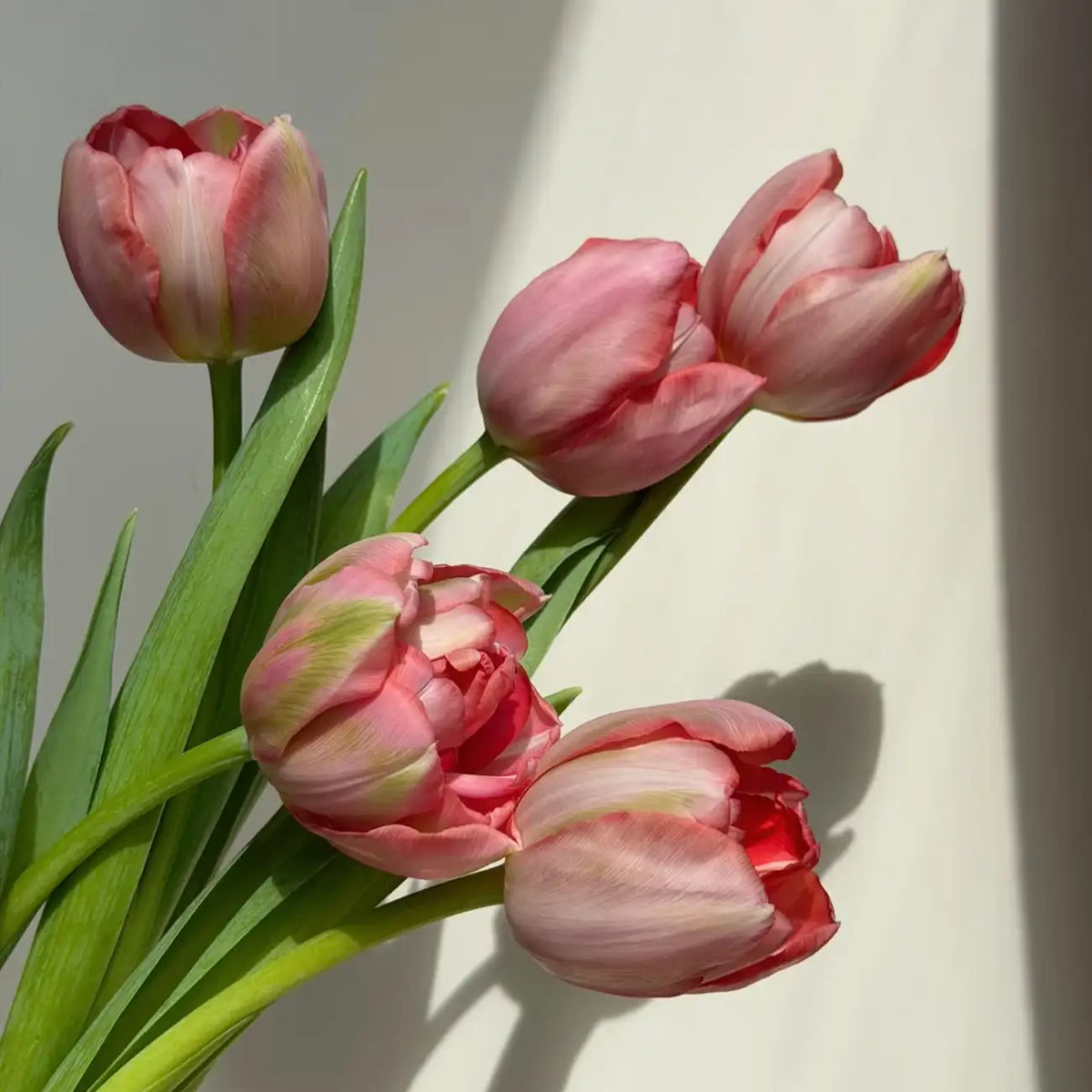 Tulip 'Etched Salmon' Seeds