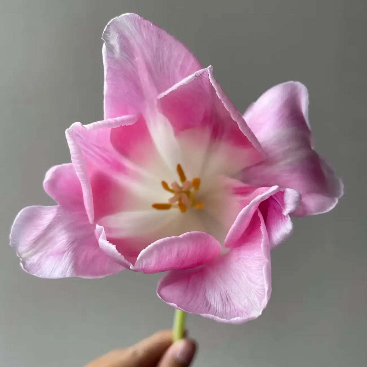 Tulip 'Eto' Seeds