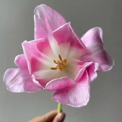 Tulip 'Eto' Seeds
