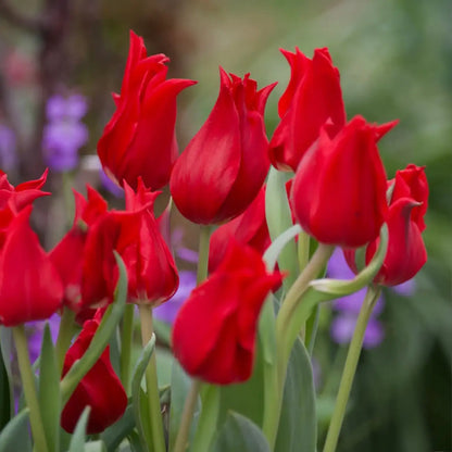 Tulip 'Fair Lady' Seeds