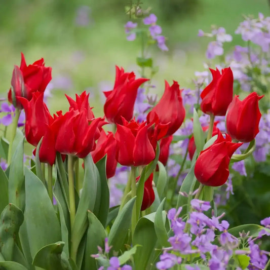 Tulip 'Fair Lady' Seeds