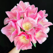 Tulip 'Fairy Maid' Seeds
