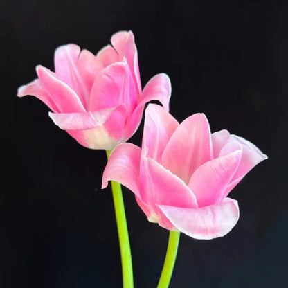 Tulip 'Fairy Maid' Seeds