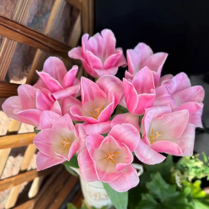 Tulip 'Fairy Maid' Seeds