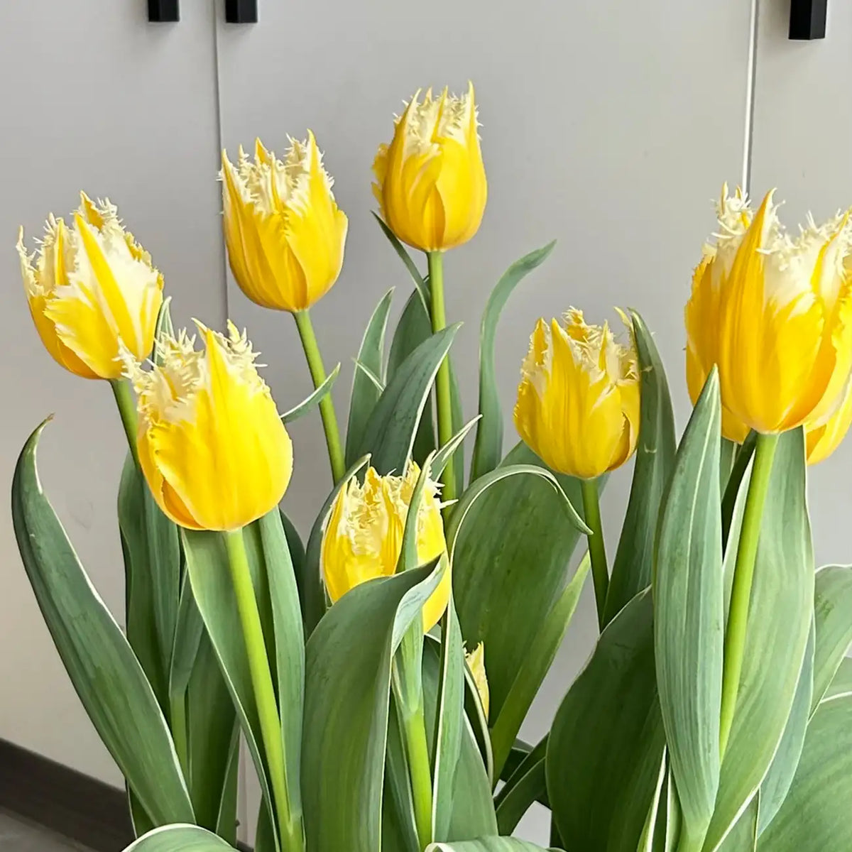 Tulip 'Fire Kirin' Seeds