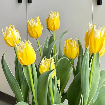 Tulip 'Fire Kirin' Seeds