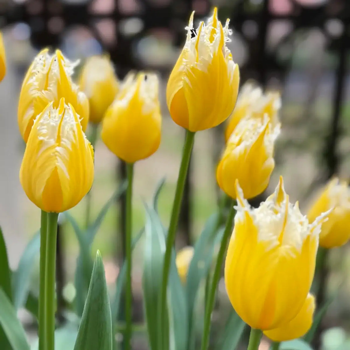 Tulip 'Fire Kirin' Seeds