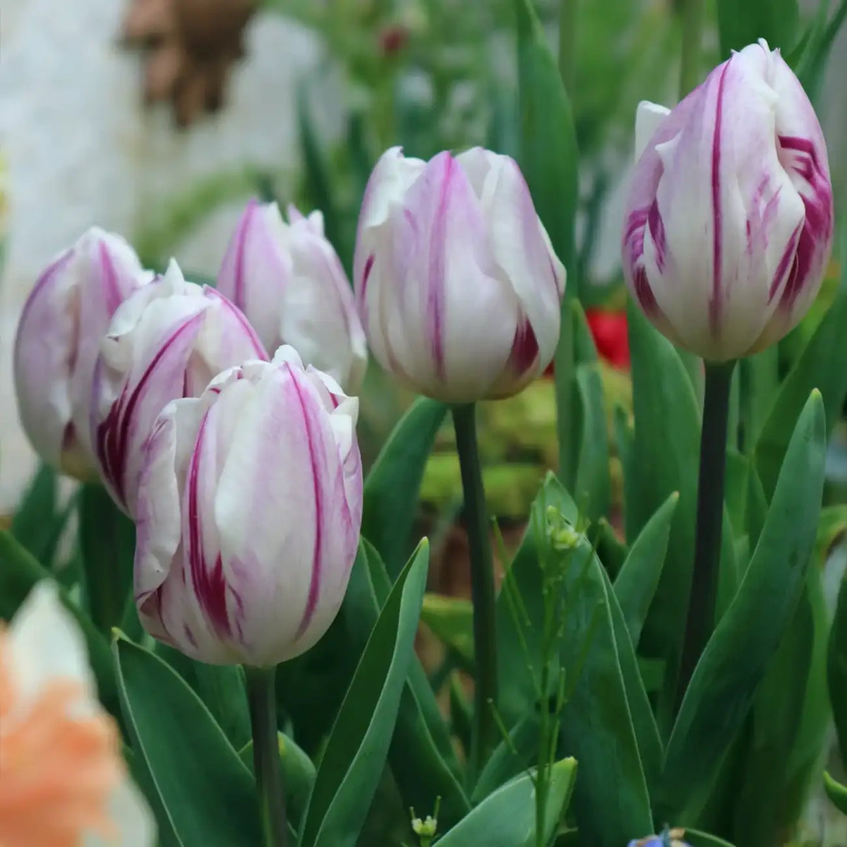 Tulip 'Flame Flag' Seeds