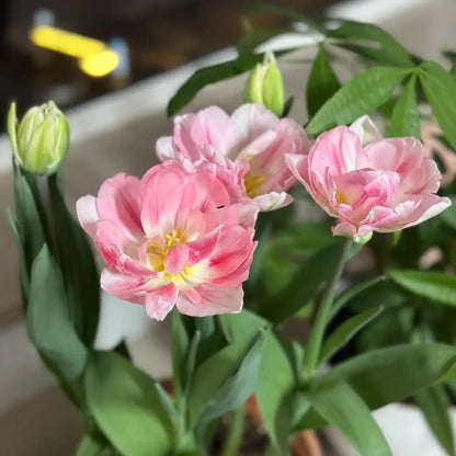 Tulip 'Fox Dance' Seeds