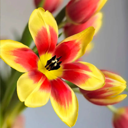 Tulip 'Glory' Seeds