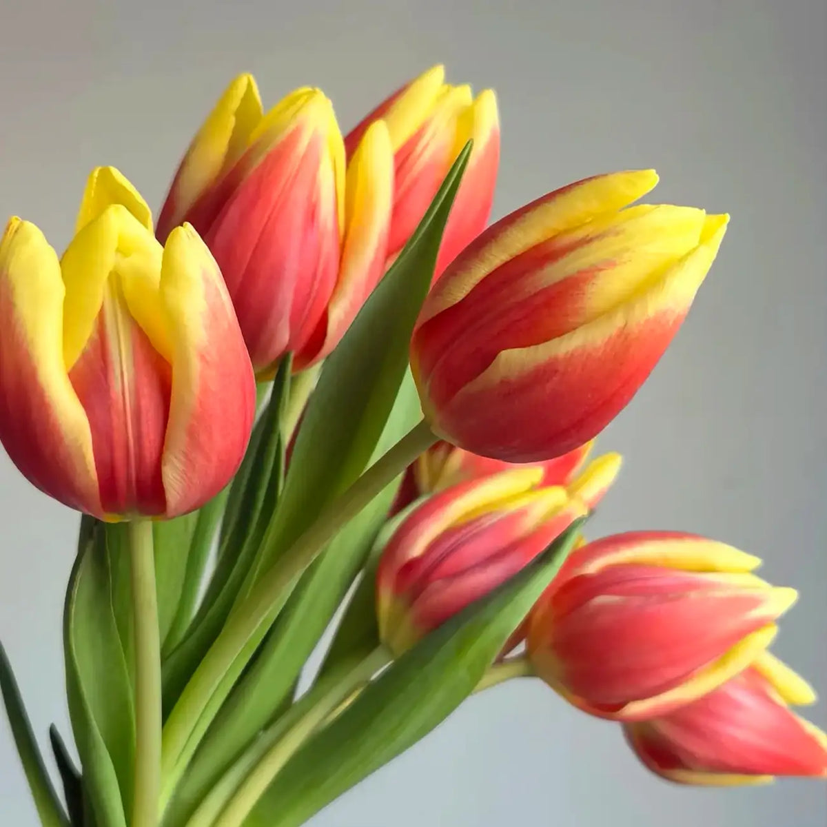 Tulip 'Glory' Seeds