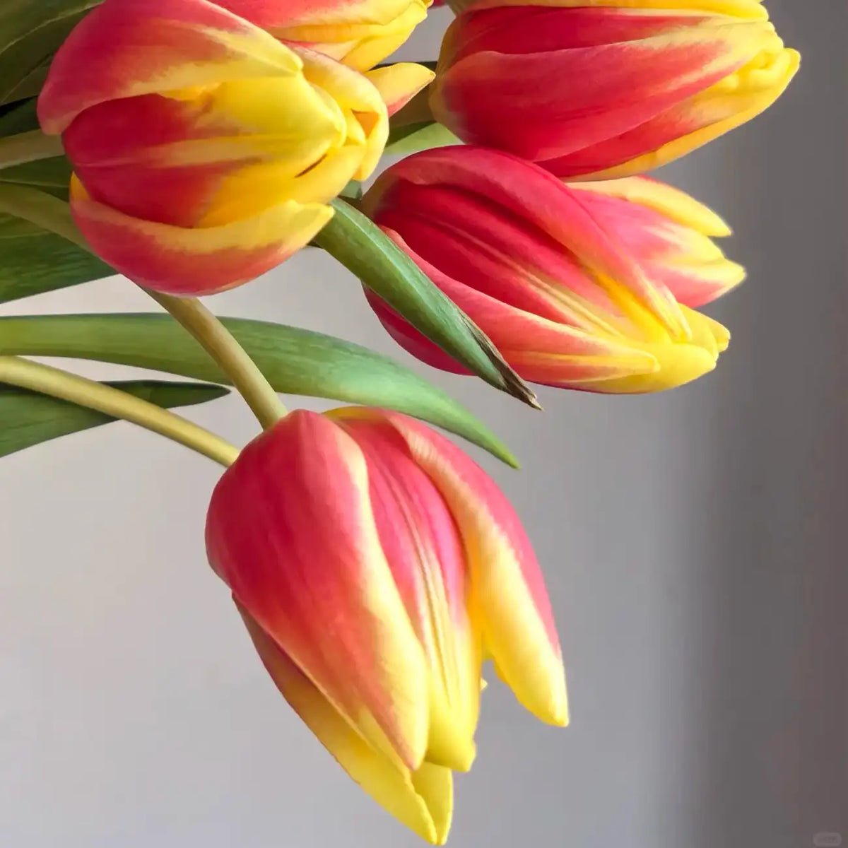 Tulip 'Glory' Seeds
