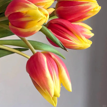 Tulip 'Glory' Seeds