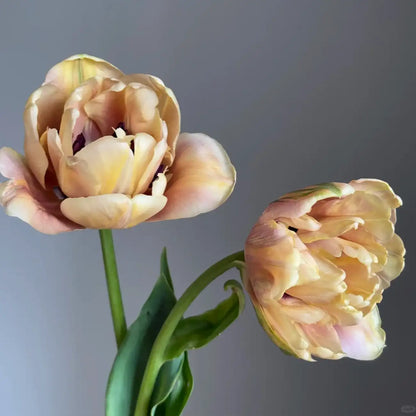 Tulip 'Golden Age' Seeds