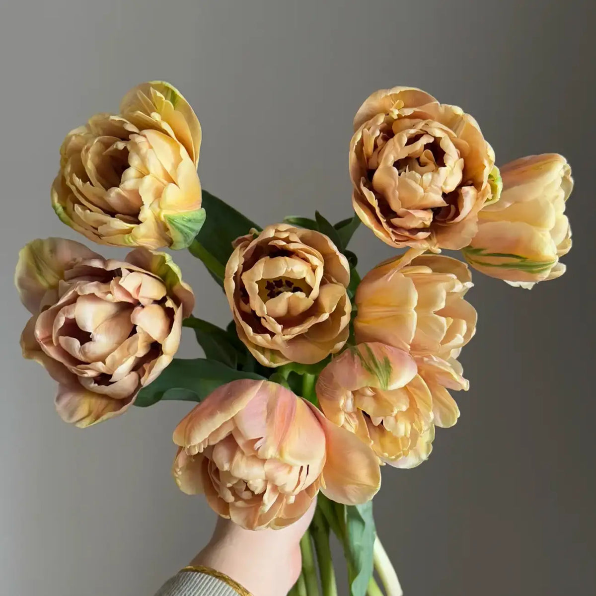 Tulip 'Golden Age' Seeds