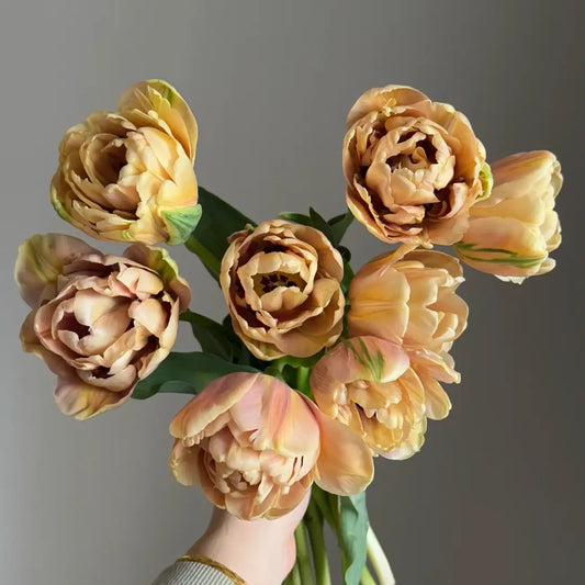 Tulip 'Golden Age' Seeds