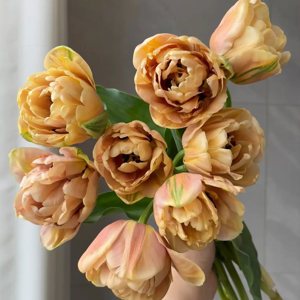 Tulip 'Golden Age' Seeds
