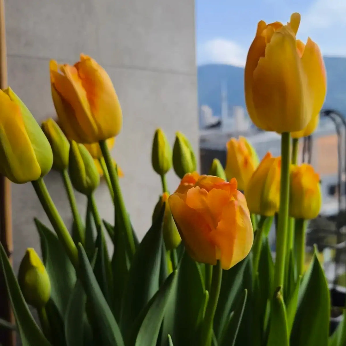 Tulip 'Golden Pride' Seeds