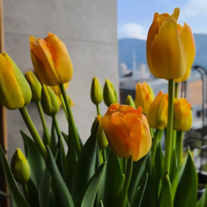 Tulip 'Golden Pride' Seeds