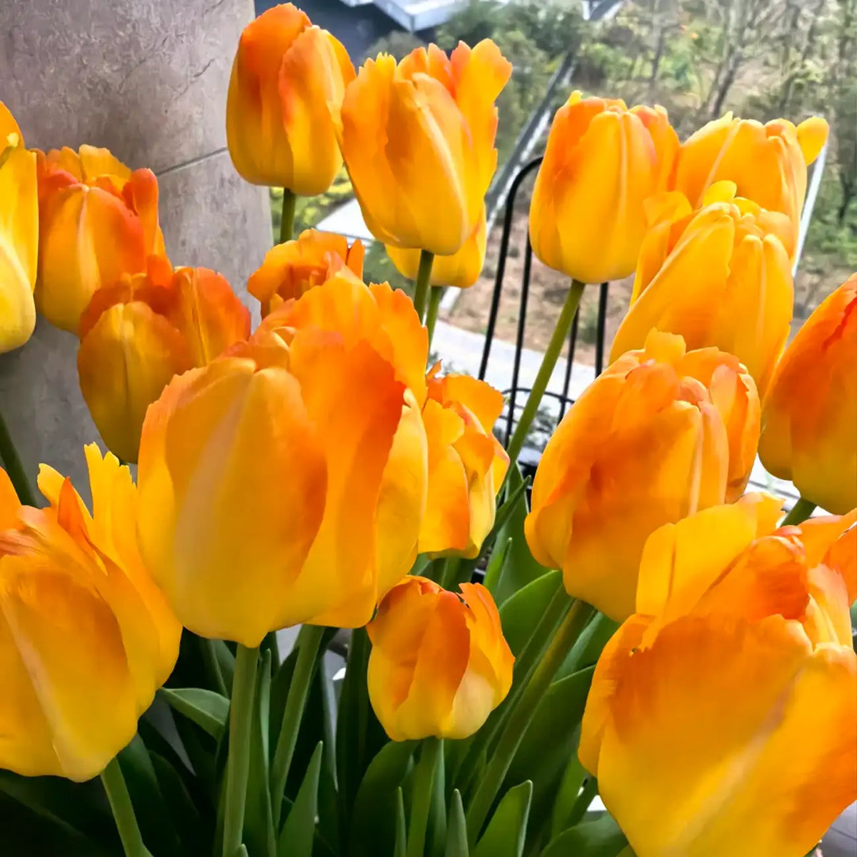 Tulip 'Golden Pride' Seeds