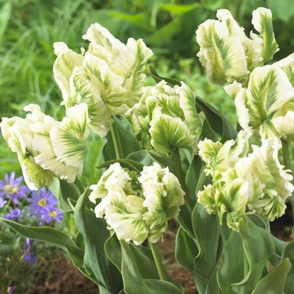 Tulip 'Green Parrot' Seeds