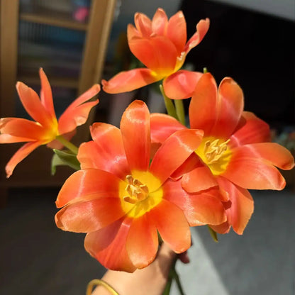 Tulip 'Honey Orange' Seeds
