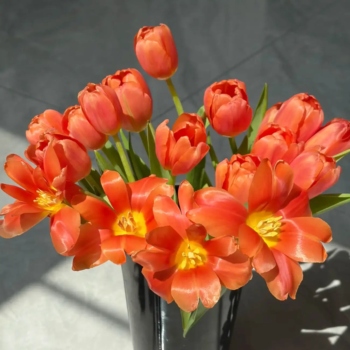 Tulip 'Honey Orange' Seeds