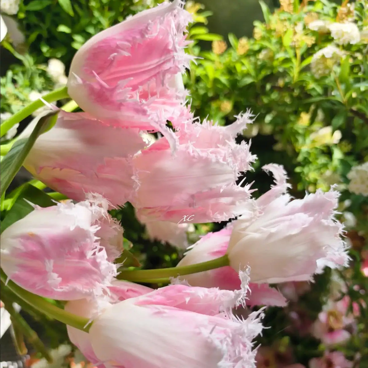 Tulip 'Jade Rabbit' Seeds