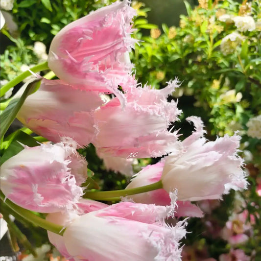 Tulip 'Jade Rabbit' Seeds