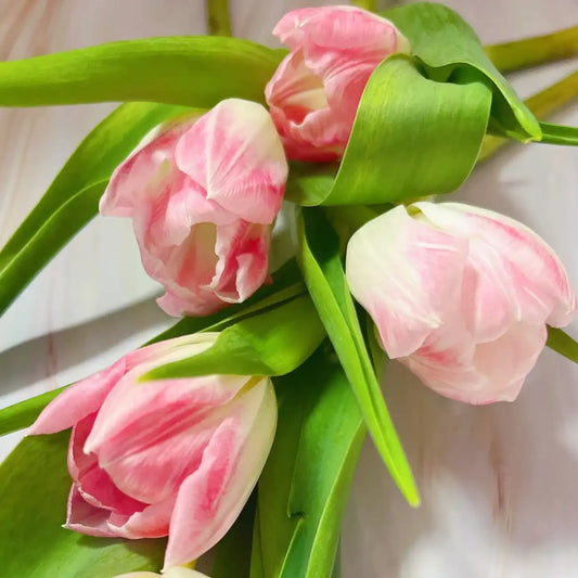 Tulip 'Macaron' Seeds